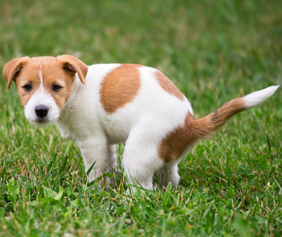 Treat Diarrhea in Dogs - Feel The Animal